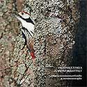 White-backed woodpecker and forestry guide